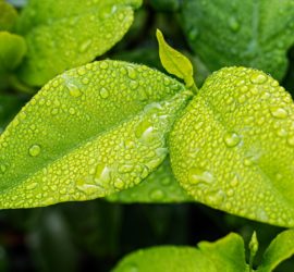 wet plant leaves