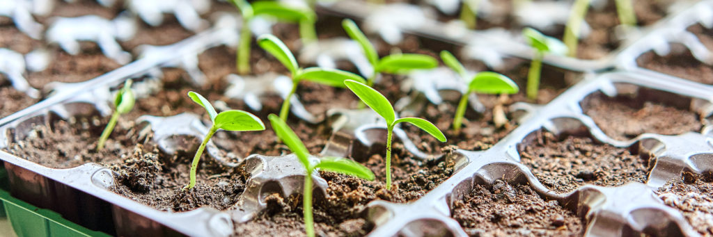 Germinating plants in small soil containers